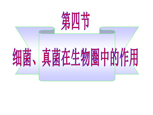 济南版七上2.34细菌、真菌在生物圈中的作用(共31张PPT)