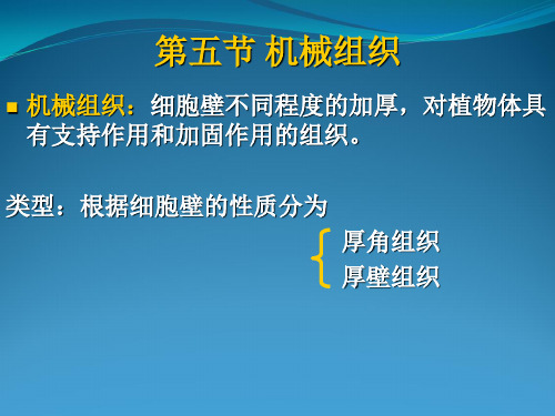 《植物学》课件 第2章 植物组织2