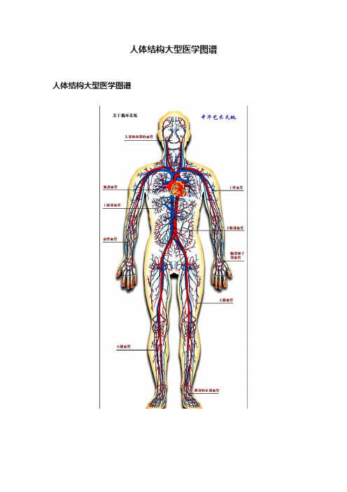 人体结构大型医学图谱