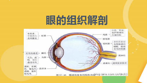 眼球的解剖结构.完整资料PPT