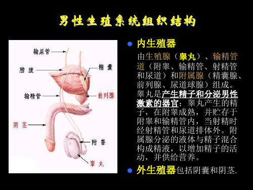 五、生殖系统切片