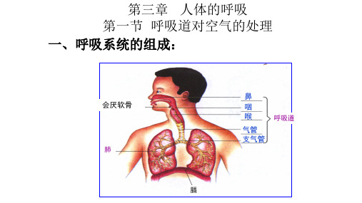 第三章 健肺强肾 精力充沛 复习课件