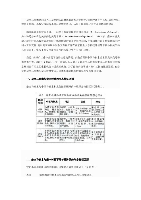 杂交马褂木与中国马褂木和北美鹅掌楸的识别