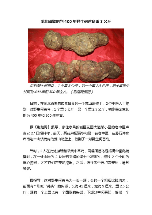 湖北峭壁挖到400年野生何首乌重3公斤