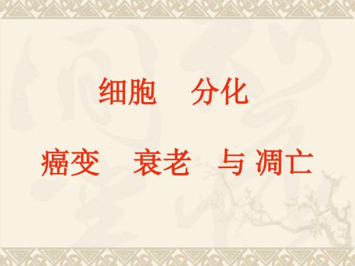 细胞分化、凋亡演示文稿