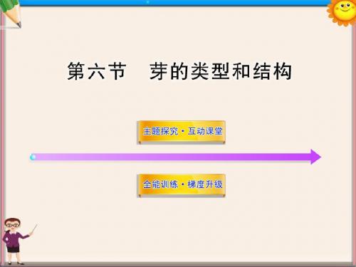 八年级生物上册 第四单元 第一章 第六节 芽的类型和结构课件 济南版