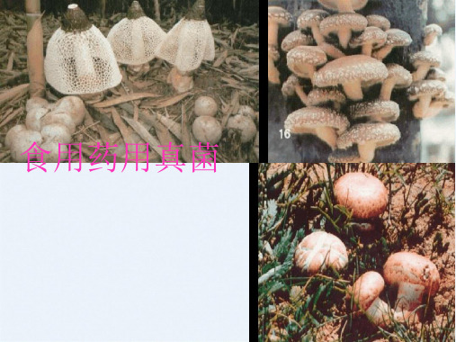 食用菌第一章