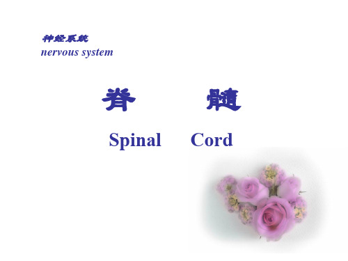 脊髓spinalcord-37页精选文档