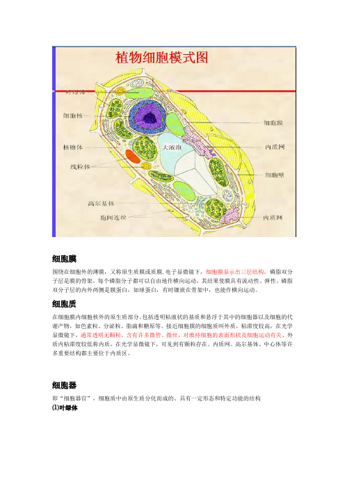 植物细胞结构