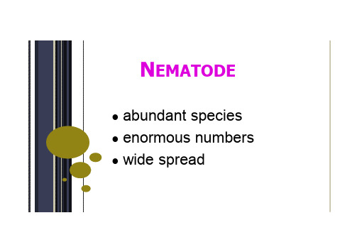 寄生虫学：nematode(线虫) 1