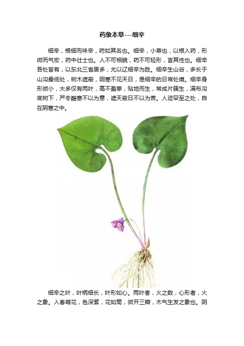 药象本草---细辛