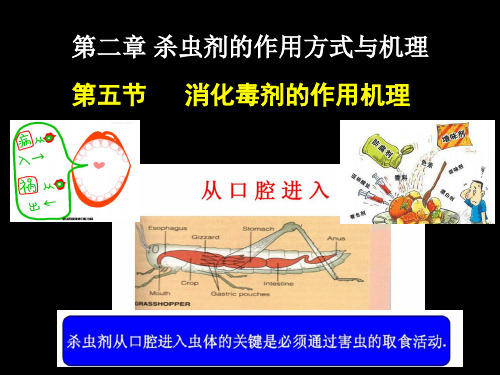 农药毒理学：第二章第五节 消化毒剂的作用机理-