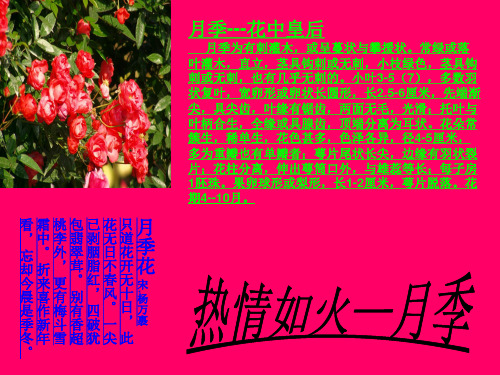 花中皇后月季花【宋】杨万里