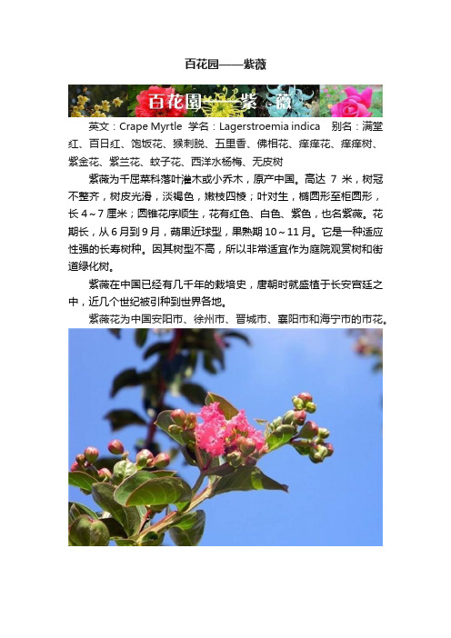 百花园——紫薇