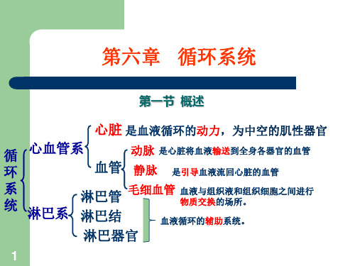 解剖生理学基础循环系统PPT课件