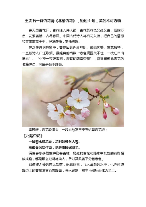 王安石一首杏花诗《北陂杏花》，短短4句，美到不可方物