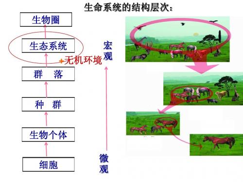 5.1 生态系统的结构