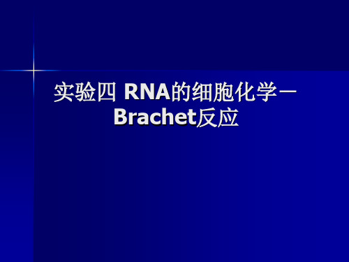 实验四 RNA的细胞化学-Brachet反应