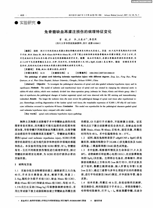 兔脊髓缺血再灌注损伤的病理特征变化