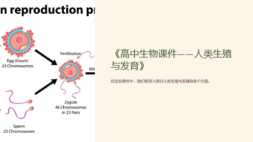 《高中生物课件-人类生殖与发育》