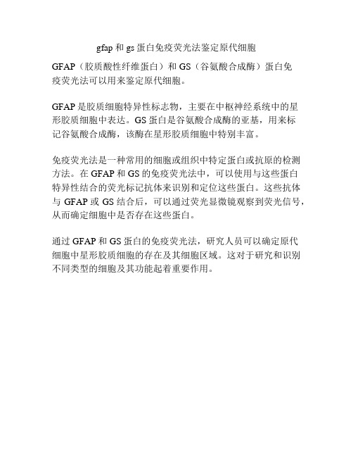 gfap和gs蛋白免疫荧光法鉴定原代细胞