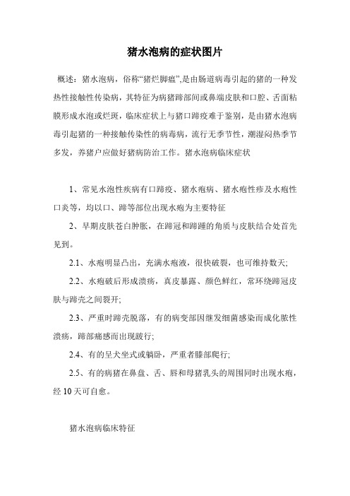 猪水泡病的症状图片.doc