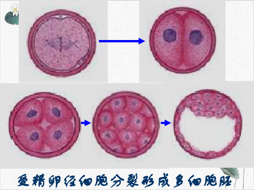 细胞的分化衰老和凋亡PPT.