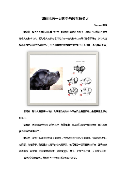 如何挑选一只优秀的拉布拉多犬