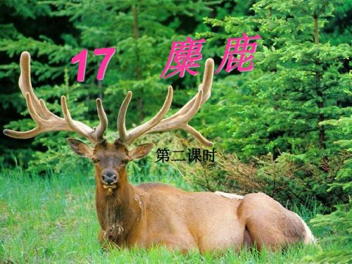 苏教部编版六年级语文上册《文  17 麋鹿》公开课课件_14