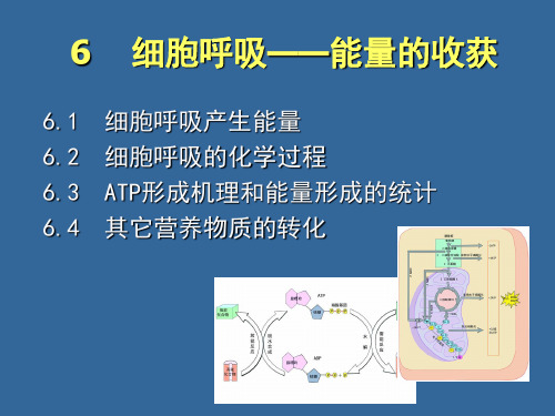 -细胞呼吸ppt课件