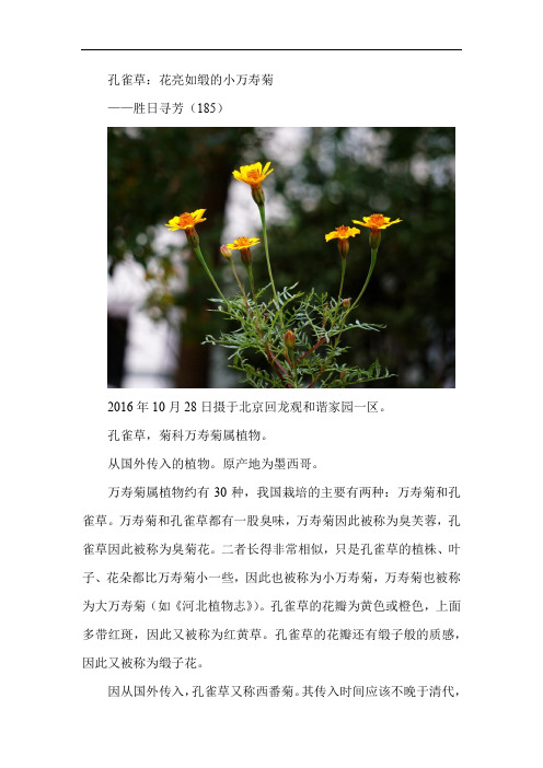 孔雀草——胜日寻芳(185)有图