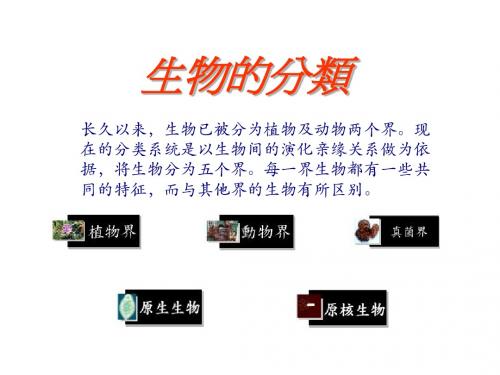 第二十二章 第三节 植物的主要类群课件 (北师大版八年级下册)