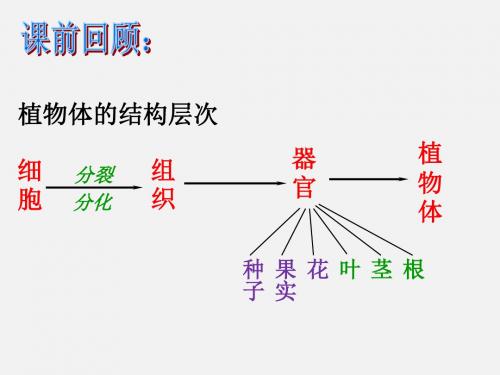 藻类、苔藓、蕨类植物