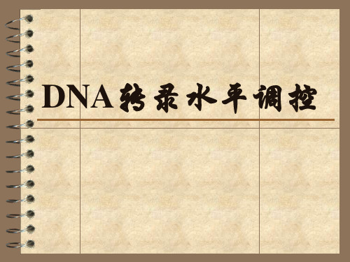 DNA水平调控