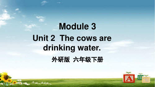 外研版六年级英语下册Unit 2  The cows are drinking water