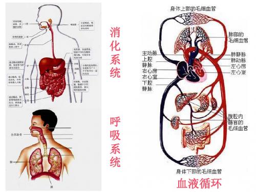 人教版七年级下册生物第一节《流动的组织--血液》课件