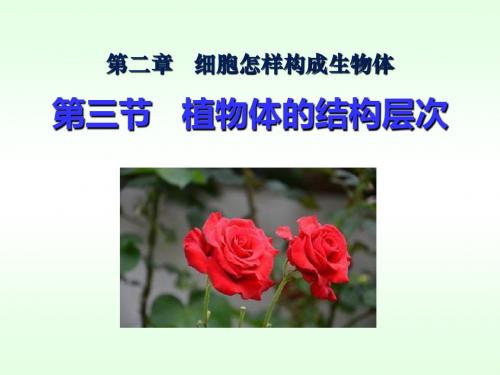 人教版植物体的结构层次课件(19张PPT)