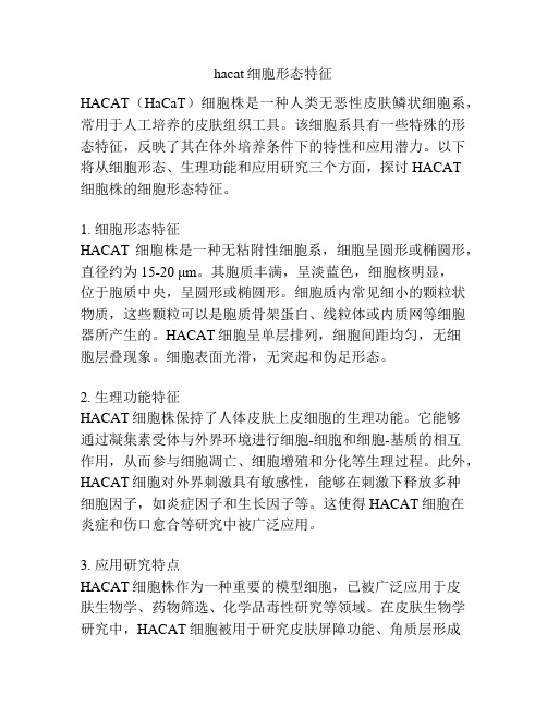 hacat细胞形态特征