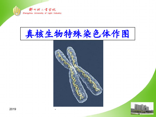 真菌的遗传分析ppt课件