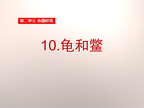 鄂教版五年级科学上册《龟和鳖》PPT课件(3篇)