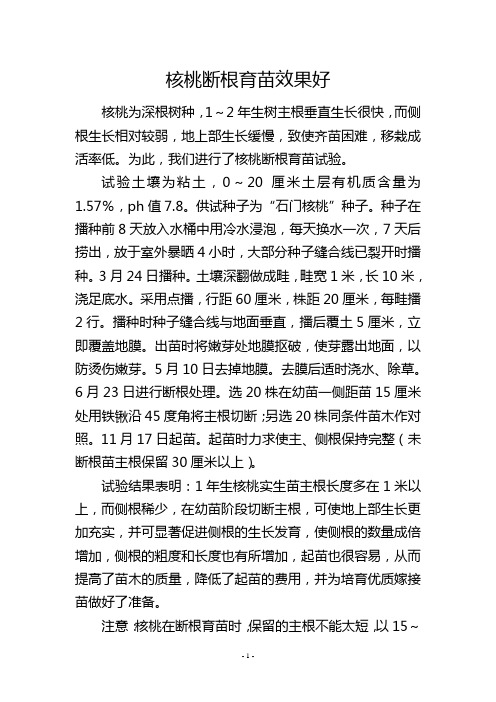 核桃断根育苗效果好