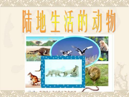 初中八年级(初二)生物 陆地生活的动物.ppt