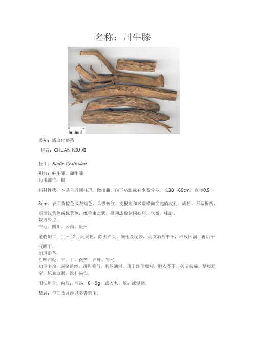 中药分析以及药性 川牛膝