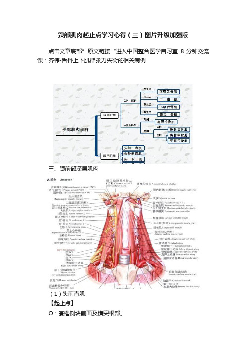 颈部肌肉起止点学习心得（三）图片升级加强版