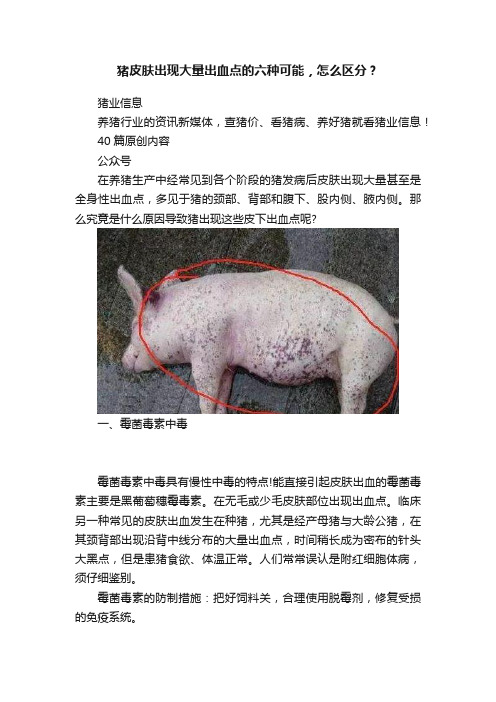 猪皮肤出现大量出血点的六种可能，怎么区分？