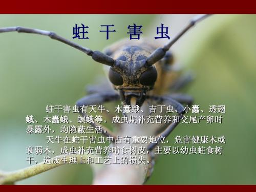 森林昆虫学 9.2天牛、透翅蛾