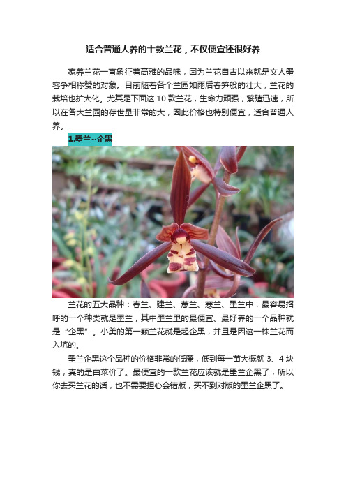 适合普通人养的十款兰花，不仅便宜还很好养