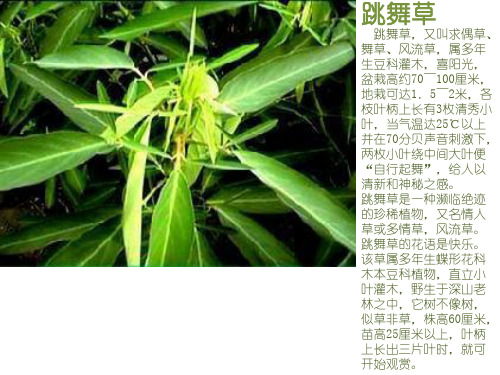 趣味植物学PPT