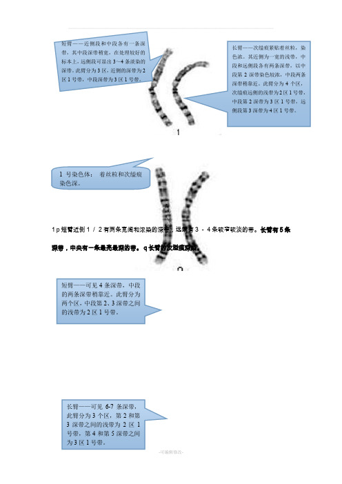 人类染色体G显带