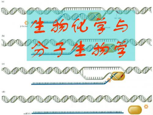 生物化学与分子生物学 ppt